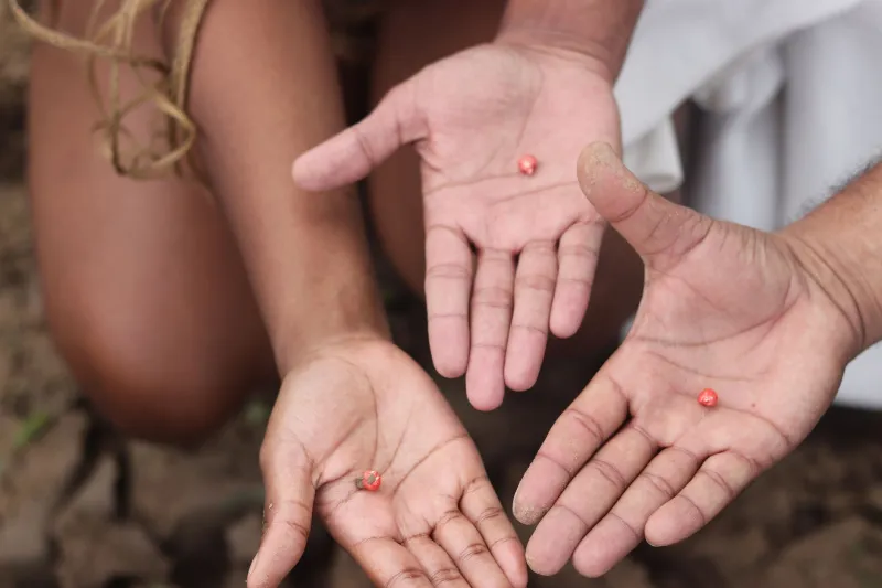 Saving Seeds, Saving Stories: The Backyard Guardians of America's Forgotten Garden Heritage